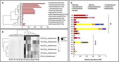 Bacterial Blight Induced Shifts in Endophytic Microbiome of Rice Leaves and the Enrichment of Specific Bacterial Strains With Pathogen Antagonism